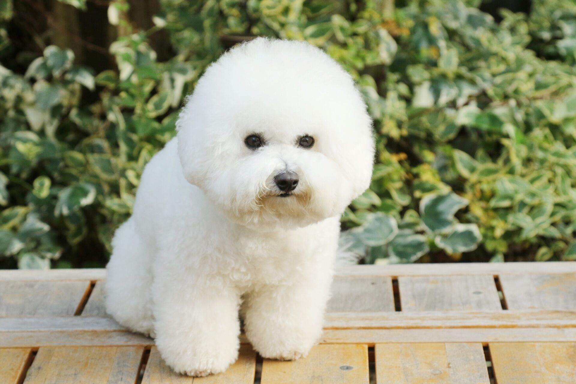 犬
