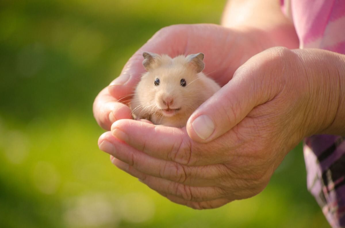 小動物