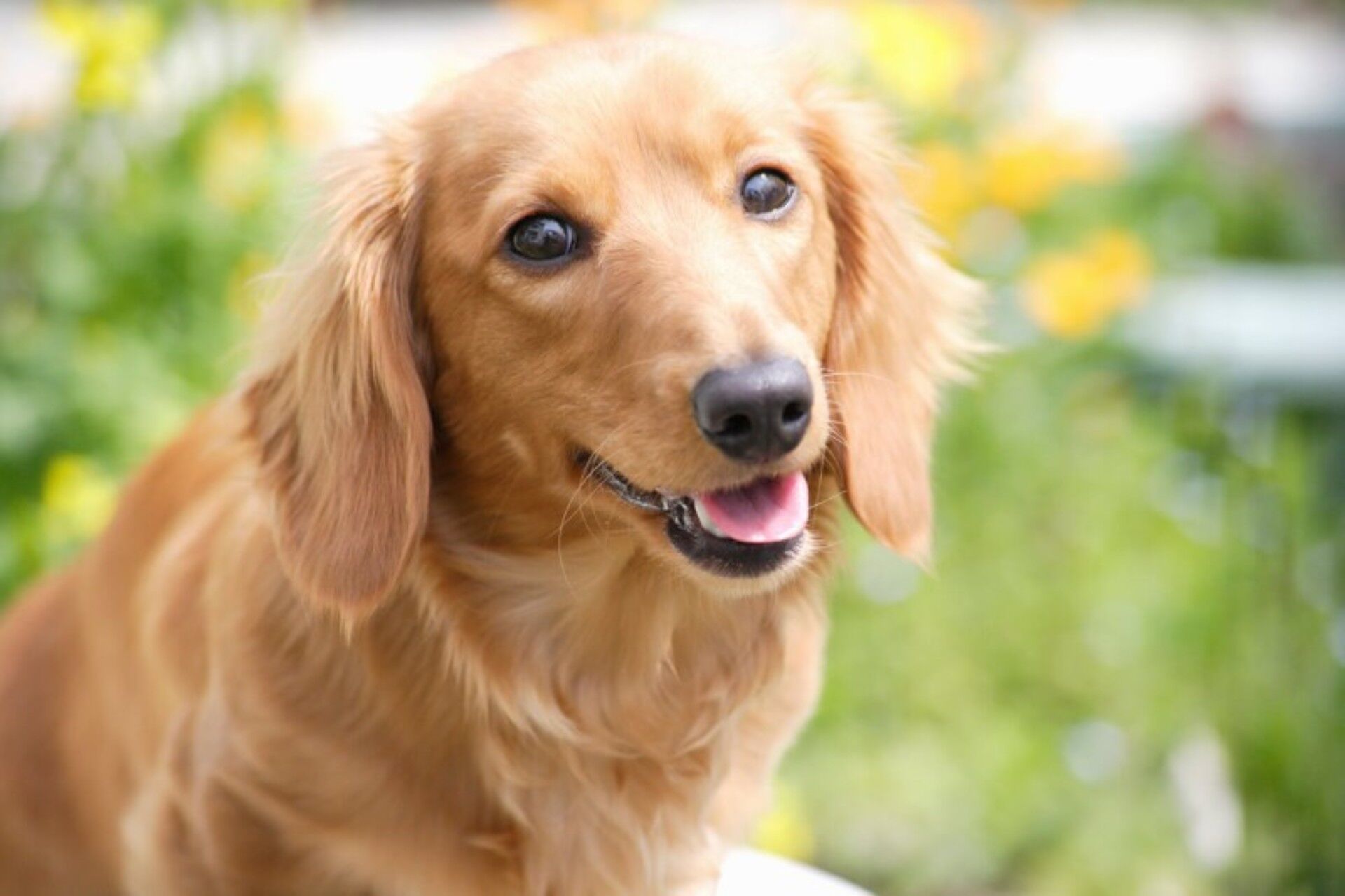 大型犬・犬の火葬／費用・火葬時間
