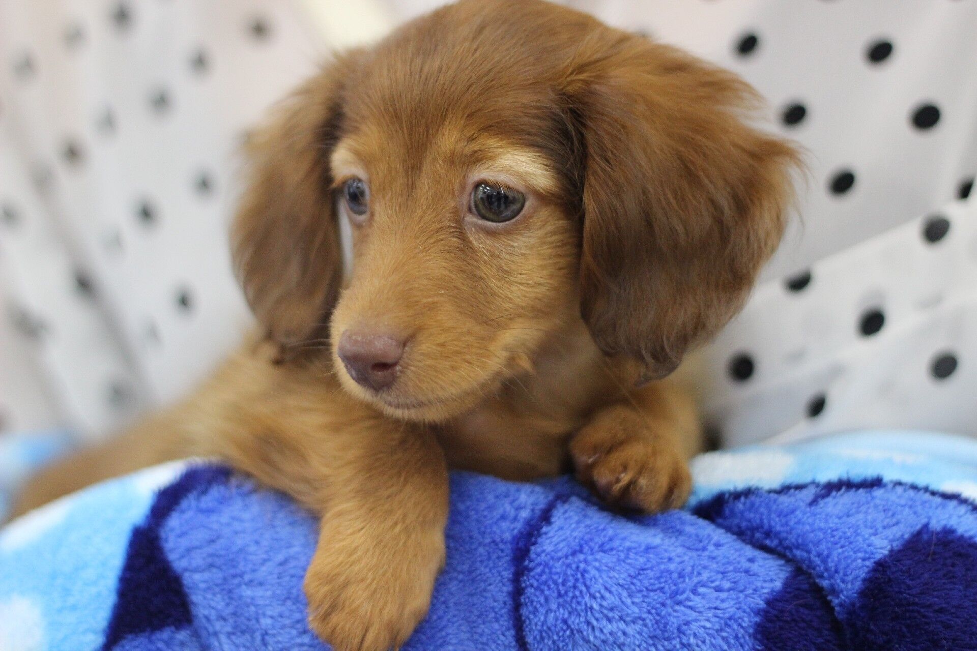 大型犬・犬の火葬