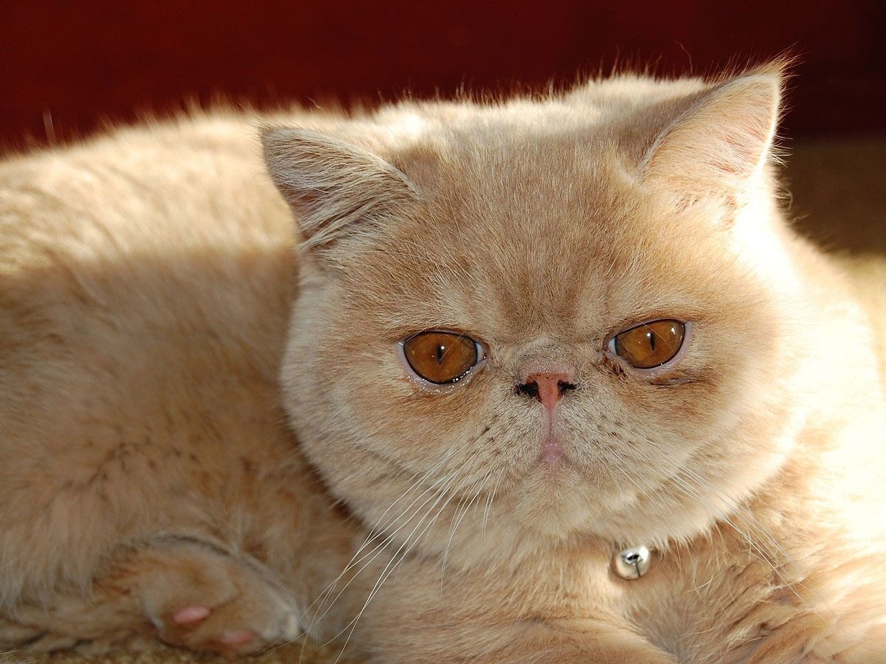 猫・愛猫の火葬