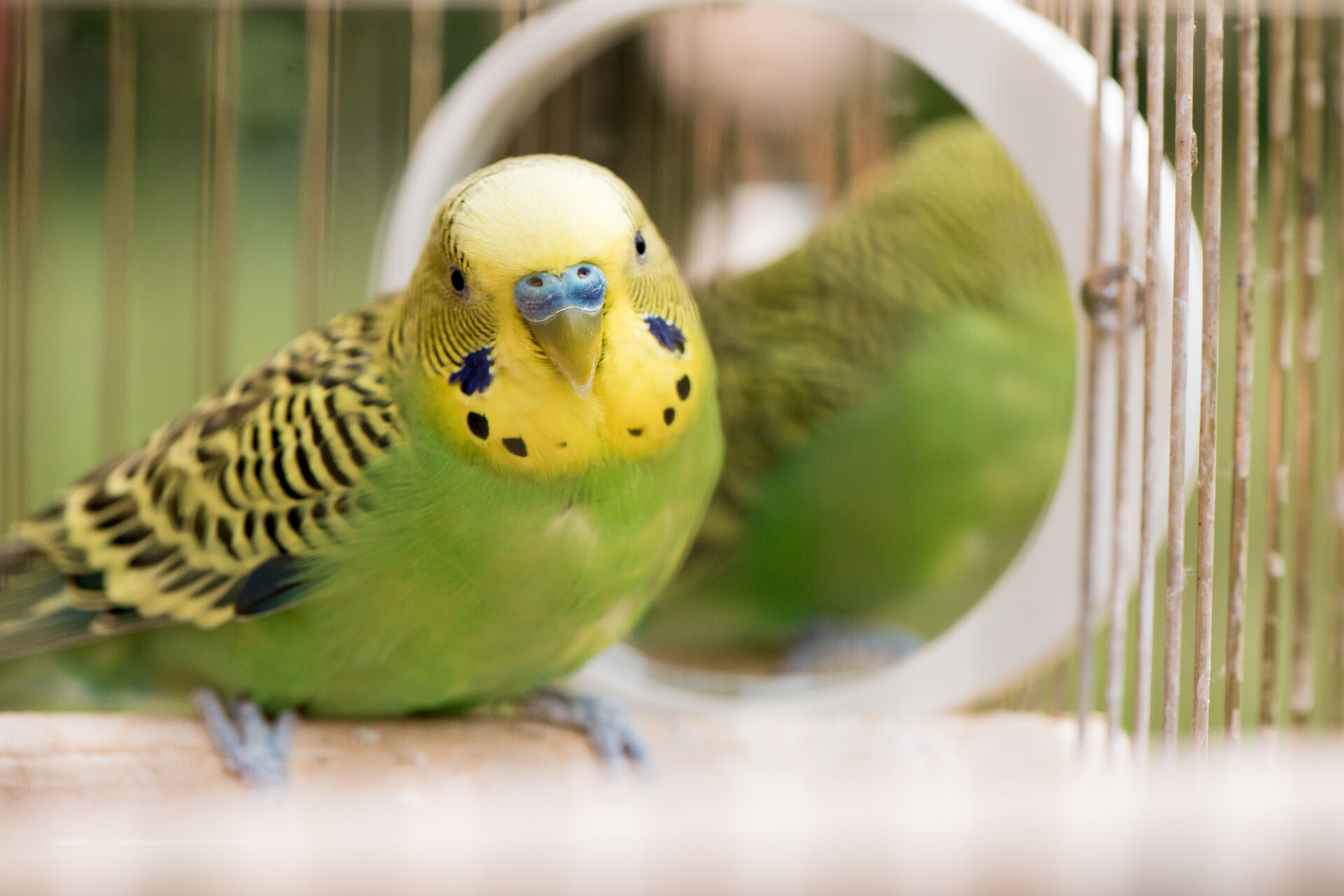 インコ・文鳥の火葬